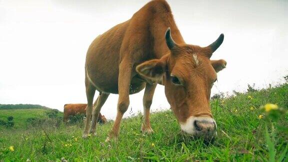 中国贵州乌蒙大草原放牧牛