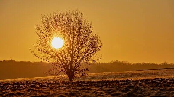 日出时一棵孤零零的树伫立在犁过的田野边缘