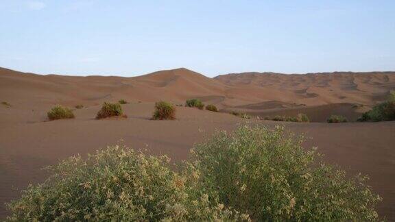 新疆沙漠植物的倾斜