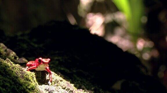加勒比的草莓毒箭蛙的自然栖息地