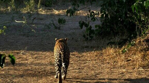肯尼亚马赛马拉一只豹离开了摄像机