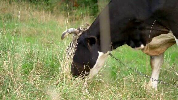 在一个阳光明媚的日子里奶牛在草地上的4K慢镜头