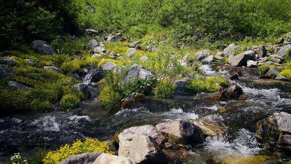 美丽的山河在瑞士的岩石之间流动近距离观看与流动的水在森林4K