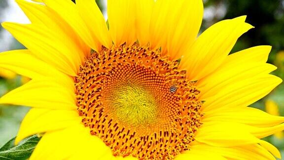 蜜蜂在一朵盛开的向日葵上采集花粉