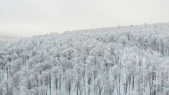 一场暴风雪后的冬季北方天然森林的4K航拍视频