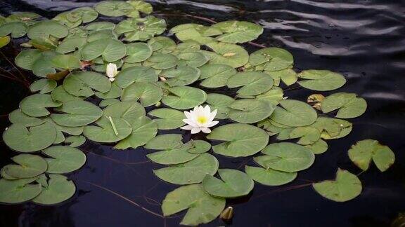 湖面上的荷花在温暖的夏天一朵美丽的睡莲或荷花在平静的水面上摇曳放松自然概念视频
