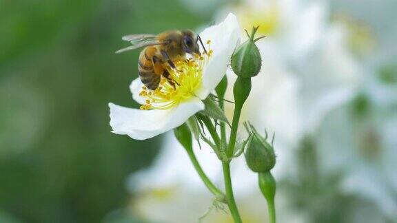 一只蜜蜂在为一朵白花授粉