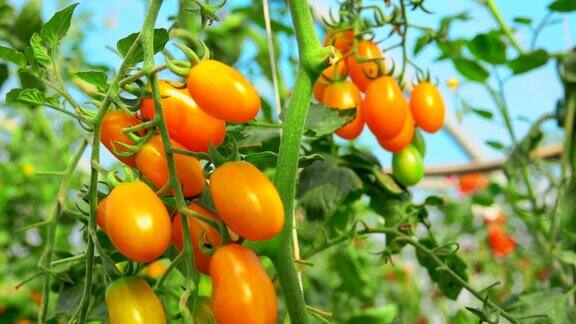 成熟的橙色西红柿生长在温室的绿色灌木上
