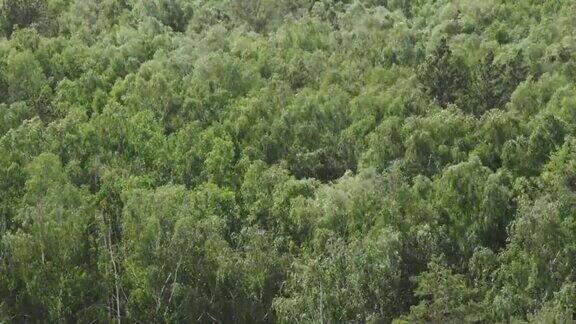 多风天气下的桦树林