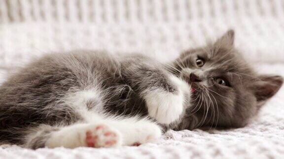 小猫在床上可爱的毛茸茸的小猫家养动物家庭宠物