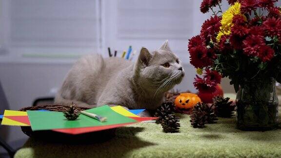 苏格兰直猫坐在秋天的花的背景上万圣节与宠物