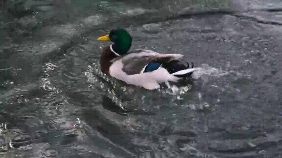 野生动物特写一只公鸭一只公野鸭潜水在湖上的水和摇动他的身体拍打他的翅膀在一个池塘的水面上慢镜头4k