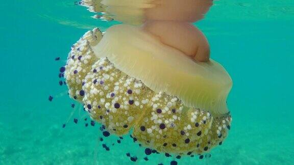 水母在地中海中游动着