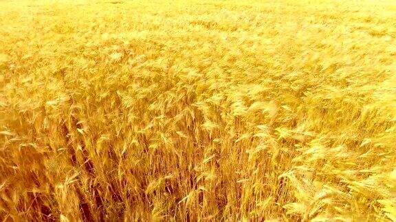 飞过金色的麦田在美丽的夏日日落黄色的小麦在微风中摇摆