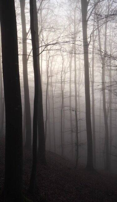 垂直拍摄的神秘雾蒙蒙的森林