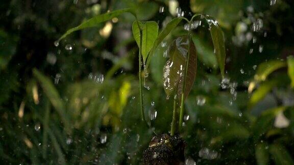 绿色的幼苗在雨中生长在地面上