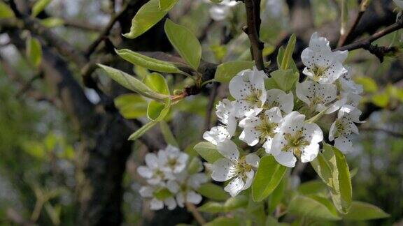 春天盛开的苹果园的特写