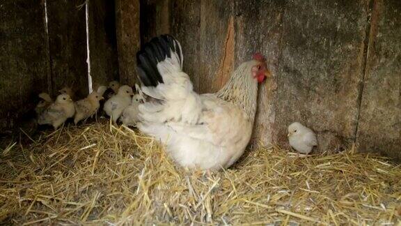 传统家禽养殖场的放养鸡