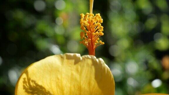 美丽的黄色木槿花在花园里晨光在花的后面