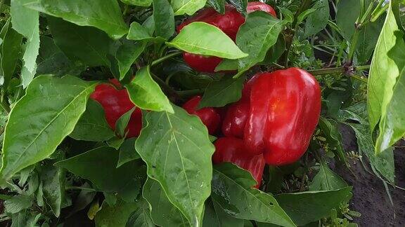 湿甜椒植物与红色的果实在田间