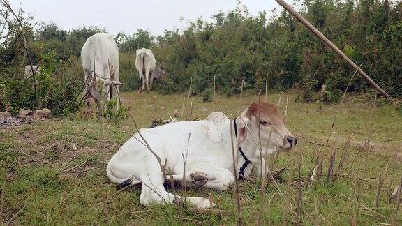 田野里的小牛奶牛在后面吃草
