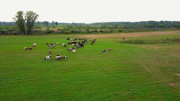 田野里的一群吃草的牛