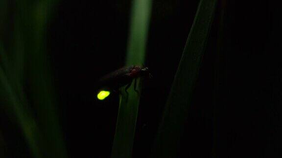 萤火虫萤火虫粘在树叶上拼命地发光
