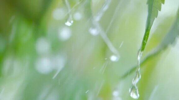 慢动作雨滴滴从绿叶蕨在下雨特写水滴绿色叶子前景微雨落在绿色植物叶子上平静放松冥想和平的背景