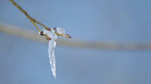春天的树冰覆盖在蓝色的天空背景下早春的柳树散景