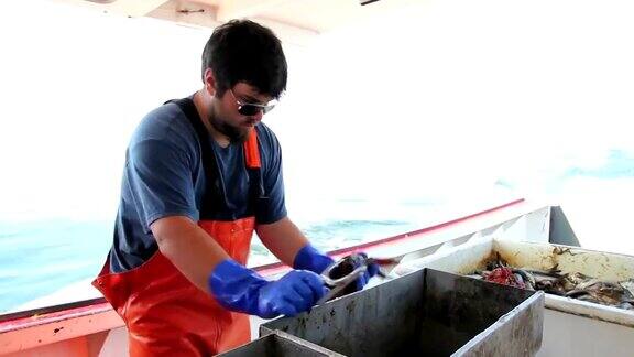 缅因州捕虾人检查龙虾的大小在爪子上绑上带子