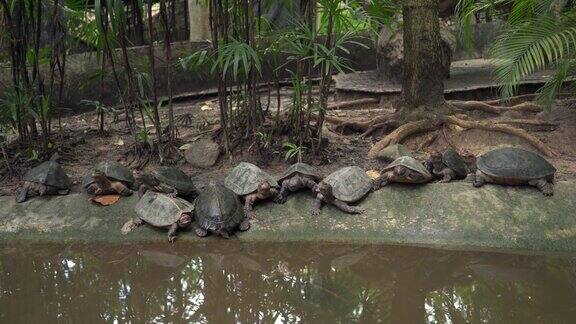 一群海龟在池塘岸边产卵
