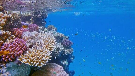 埃及红海拉哈米湾马萨阿拉姆美丽的珊瑚礁上生活着许多热带小鱼