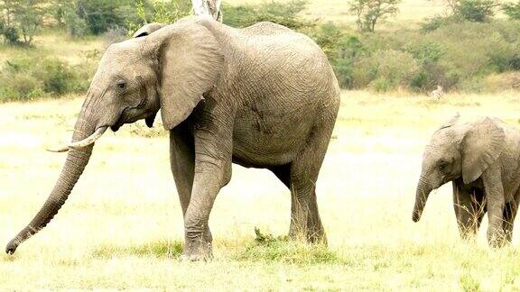非常危险的野生动物与母亲和小象