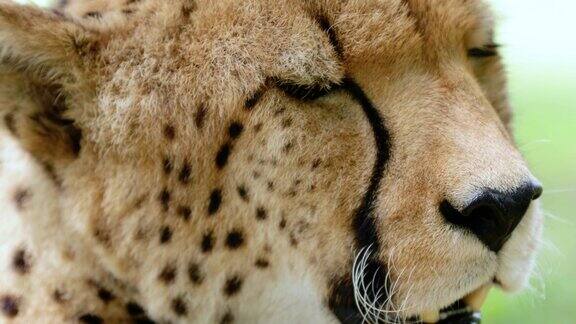 猎豹的特写镜头我们只能很近的看到自己的头动物概念生活在自然界中
