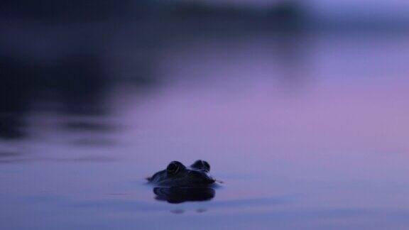 日落时分一只大蟾蜍坐在水里特写镜头