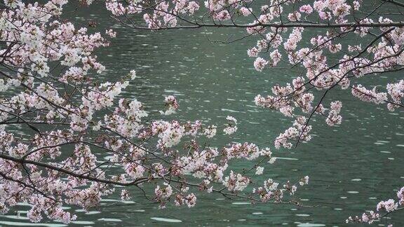 樱花盛开的江边