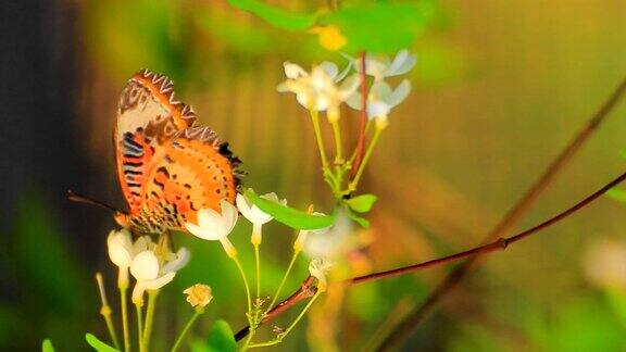 蝴蝶在花上采蜜