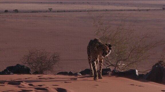 4K猎豹行走在纳米布沙漠的红色沙丘上