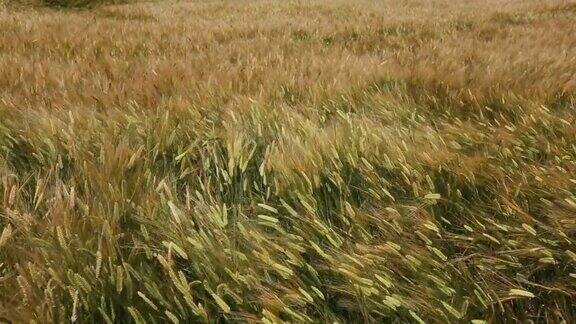 大麦在风中飘扬的风景