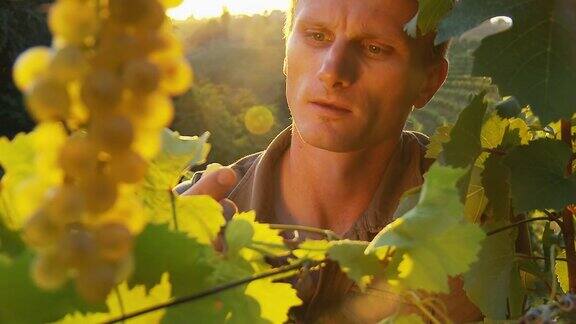 HD:酿酒师在葡萄园品尝葡萄