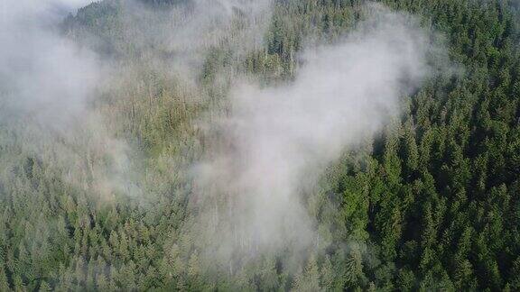 飞过高山松树林和美丽的云彩鸟瞰图