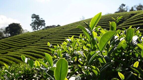 “美沙隆”茶园