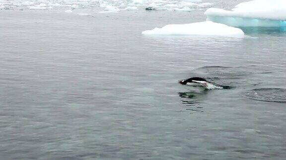 巴布亚企鹅在南极洲游泳