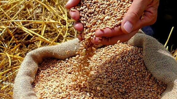 小麦是成功农民的粮食