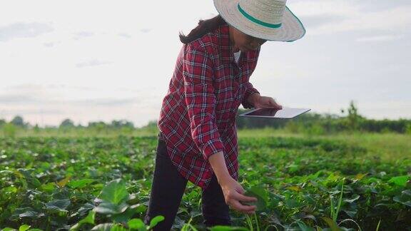 亚洲女性农民在阳光下用数字平板检查树苗