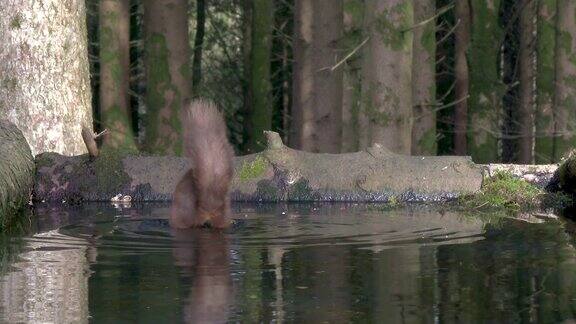 红松鼠在一潭死水中寻找食物