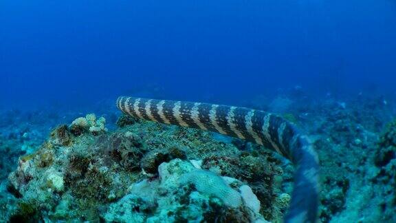 在台湾海底珊瑚礁中追踪海蛇