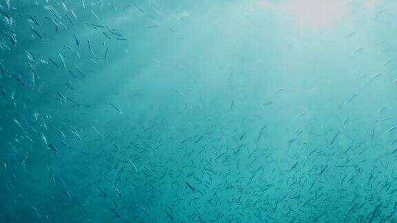 一大群小鱼在阳光下的水面下游泳欧洲南沙群岛的浅滩慢动作