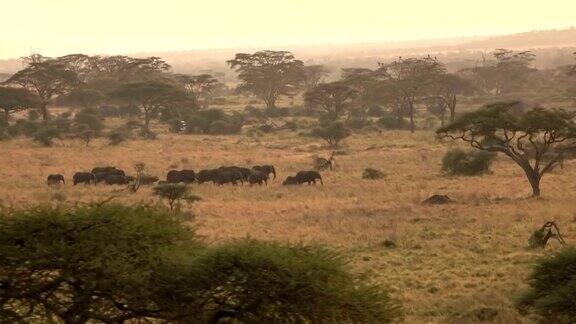 航拍:象群在金色的晨曦中穿越热带大草原