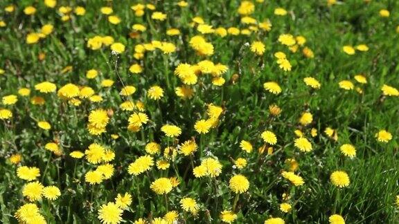 在阳光明媚的日子里黄色的蒲公英花在草地上田野中的黄色蒲公英在风中特写